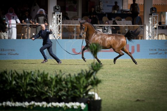 مهرجان الأمير سلطان العالمي الخالدية ٢٠١٦