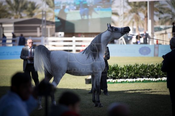 مهرجان الأمير سلطان العالمي الخالدية ٢٠١٦