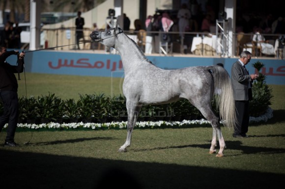 مهرجان الأمير سلطان العالمي الخالدية ٢٠١٦