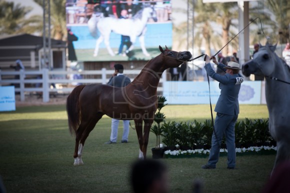 مهرجان الأمير سلطان العالمي الخالدية ٢٠١٦