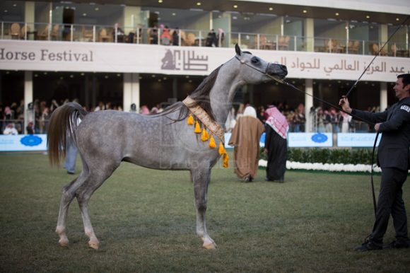 مهرجان الأمير سلطان العالمي الخالدية ٢٠١٦