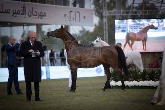 مهرجان الأمير سلطان العالمي الخالدية ٢٠١٦