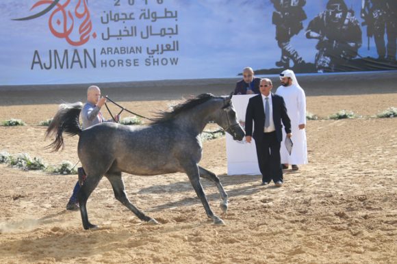 عجمان ٢٠١٦B24O5540