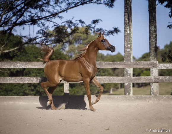 12002075_821388304625891_8126925530333949175_n