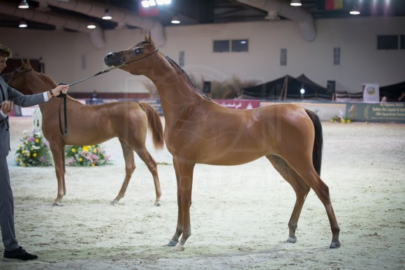 كأس المربين العرب بوذيب