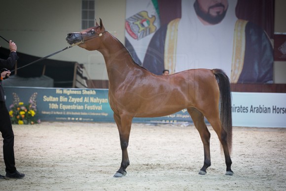 كأس المربين العرب بوذيب