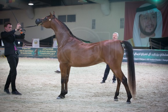 كأس المربين العرب بوذيب