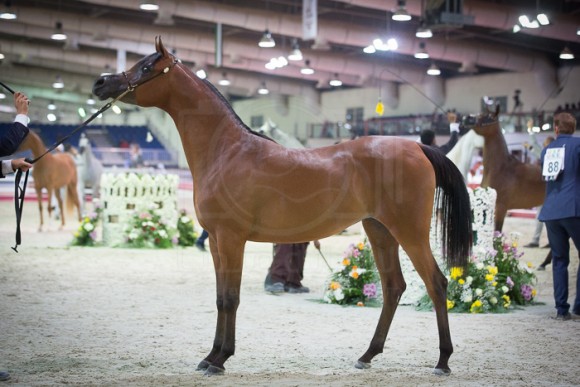 كأس المربين العرب بوذيب