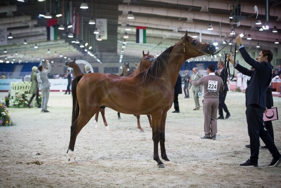 كأس المربين العرب بوذيب