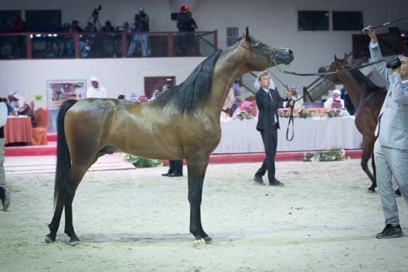 كأس المربين العرب بوذيب