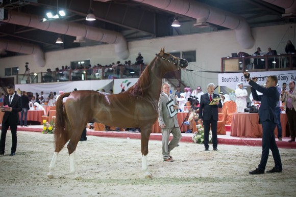 كأس المربين العرب بوذيب