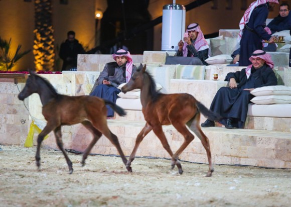 ميلاد ٢٠١٦MOE_3490