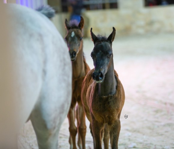 ميلاد ٢٠١٦MOE_3496