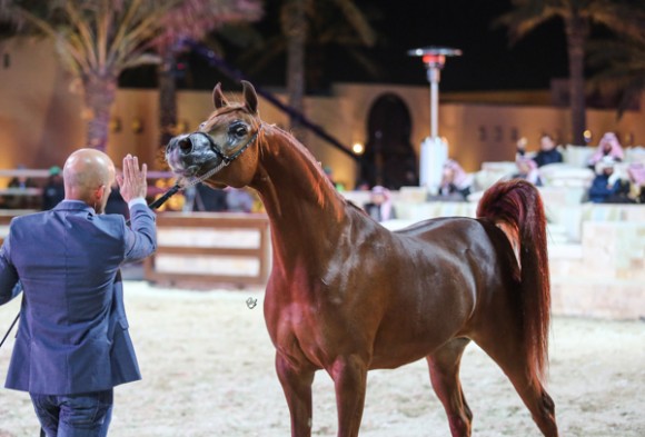 ميلاد ٢٠١٦MOE_3519