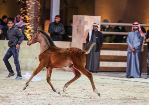 ميلاد ٢٠١٦MOE_3528