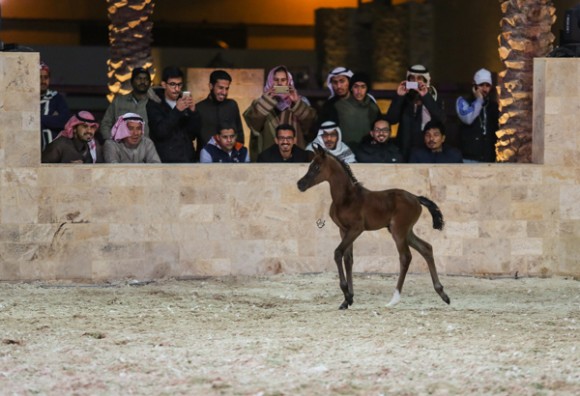 ميلاد ٢٠١٦MOE_3545