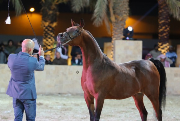 ميلاد ٢٠١٦MOE_3617