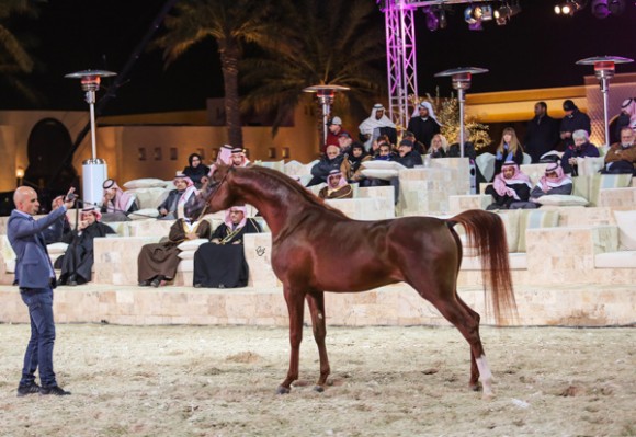 ميلاد ٢٠١٦MOE_3757