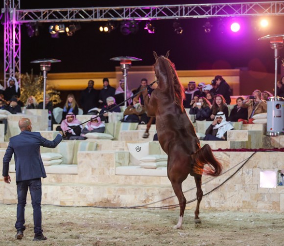 ميلاد ٢٠١٦MOE_3776