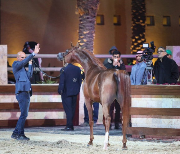 ميلاد ٢٠١٦MOE_3783