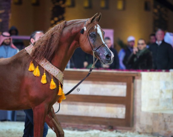 ميلاد ٢٠١٦MOE_3817