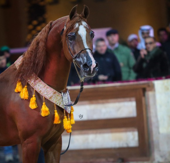 ميلاد ٢٠١٦MOE_3820