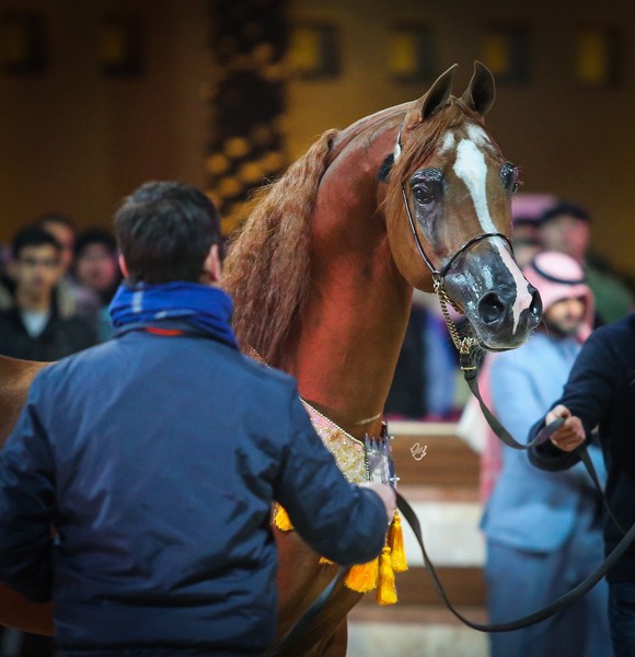 ميلاد ٢٠١٦MOE_3824