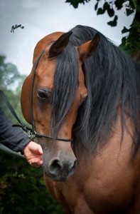 12274324_539640029527759_5252900448906486820_n