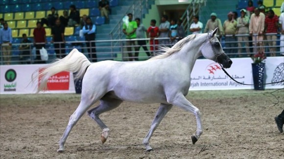 148 El Saghira 05-07-03-15-4219_tcm4-100274_w735_h413