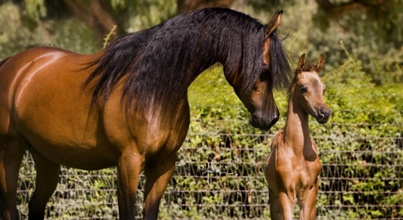 71f356feb8aca3bb4c6cb9458d334fc4