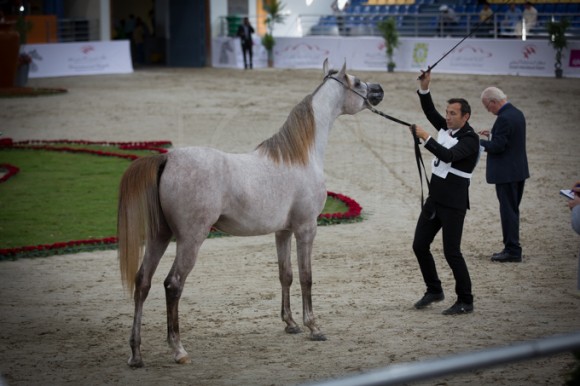 SSS_3464الشارقة ٢٠١٦