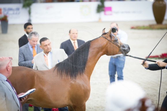 SSS_3477الشارقة ٢٠١٦