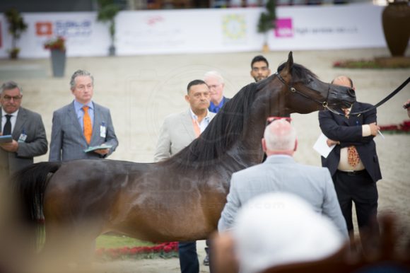 SSS_3487الشارقة ٢٠١٦