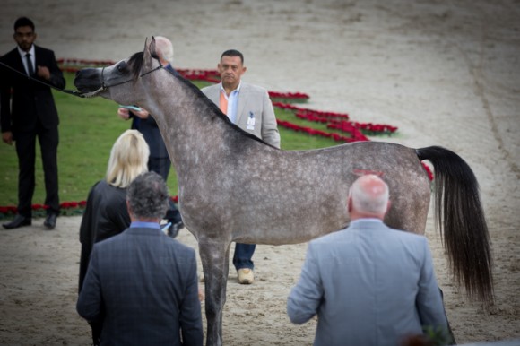 SSS_3495الشارقة ٢٠١٦