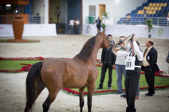 SSS_3520الشارقة ٢٠١٦