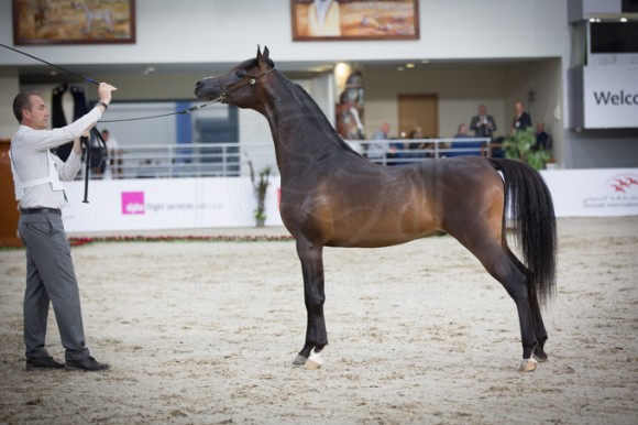 SSS_3537الشارقة ٢٠١٦