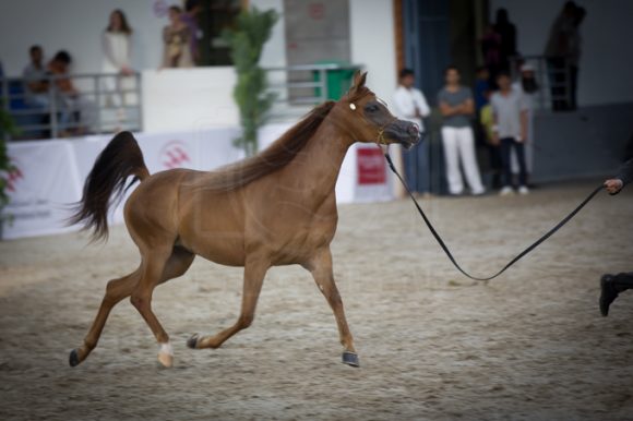 SSS_3565الشارقة ٢٠١٦