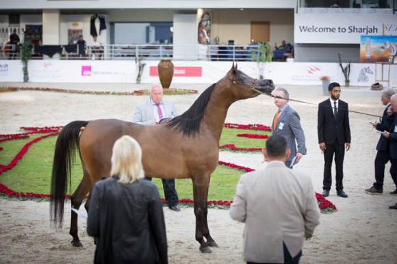 SSS_3567الشارقة ٢٠١٦