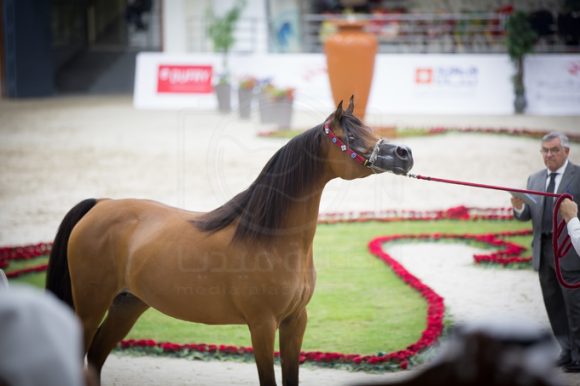 SSS_3606الشارقة ٢٠١٦