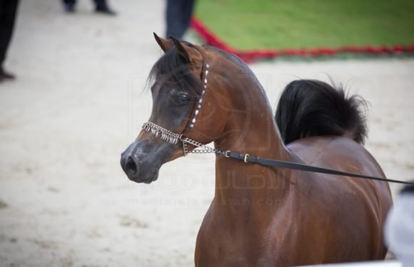 رازي الخالدية بطولة الشارقة الدولية ٢٠١٦