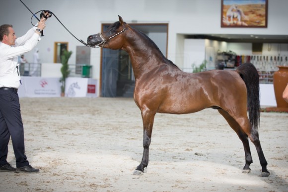 بطولة الشارقة الدولية ٢٠١٦