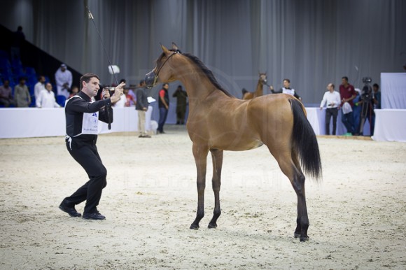 SSS_3955دبي ٢٠١٦