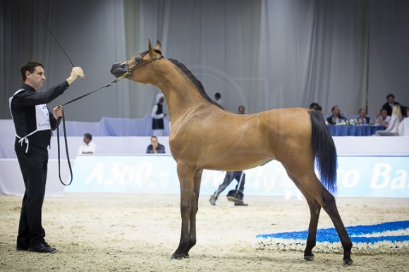 SSS_3984دبي ٢٠١٦