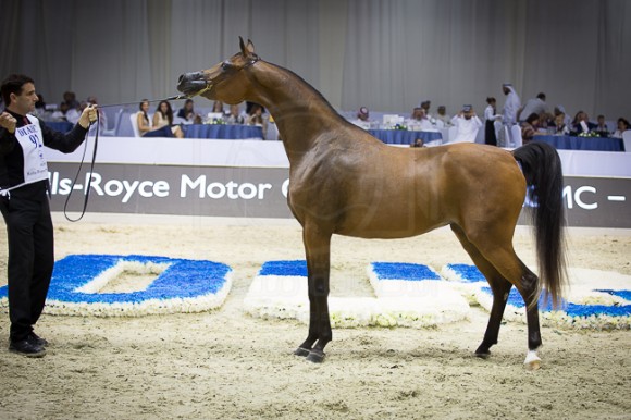 SSS_4037دبي ٢٠١٦