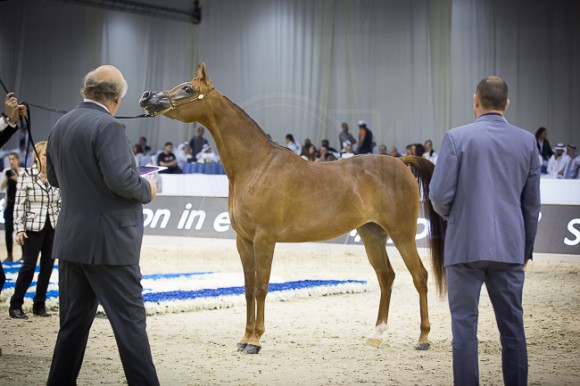 SSS_4049دبي ٢٠١٦