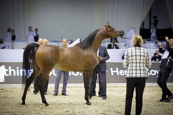 SSS_4064دبي ٢٠١٦