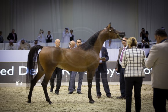 SSS_4065دبي ٢٠١٦