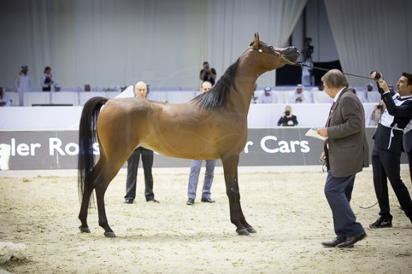 SSS_4077دبي ٢٠١٦