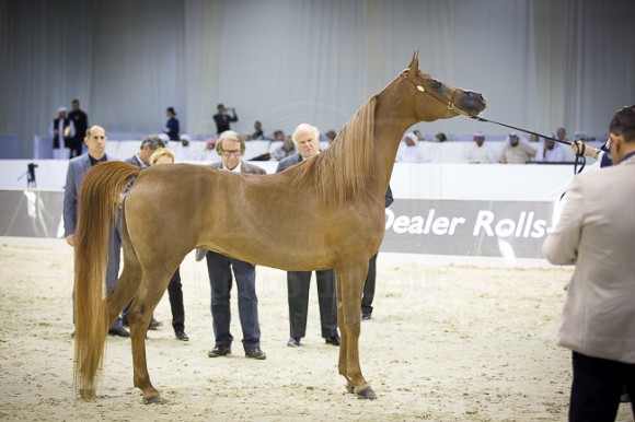 SSS_4094دبي ٢٠١٦