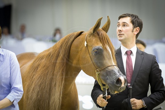 SSS_4142دبي ٢٠١٦